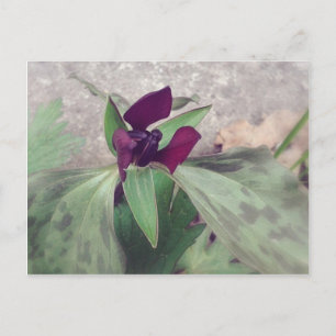 Blodblomma Vykort