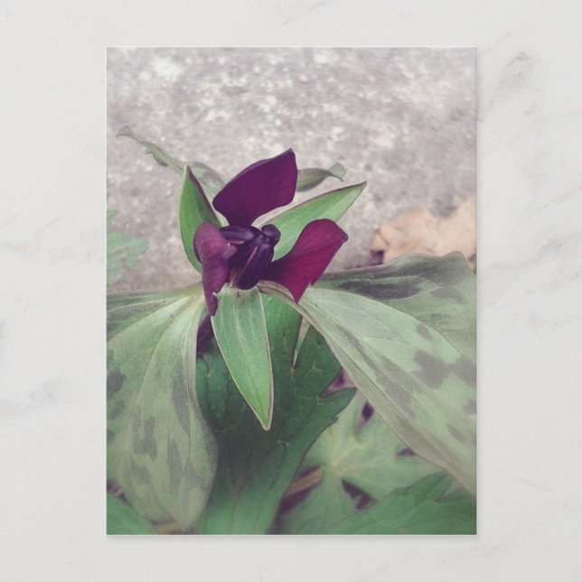 Blodblomma Vykort (Framsida)