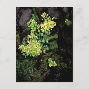 Blödblommor, apelblommor, saxifrö från råtta vykort