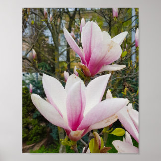 Blodblommor av stor rosa poster