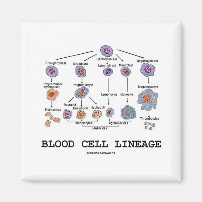 Blodet Cell Lineage (biologi Health Medicine) Magnet (Framsidan)