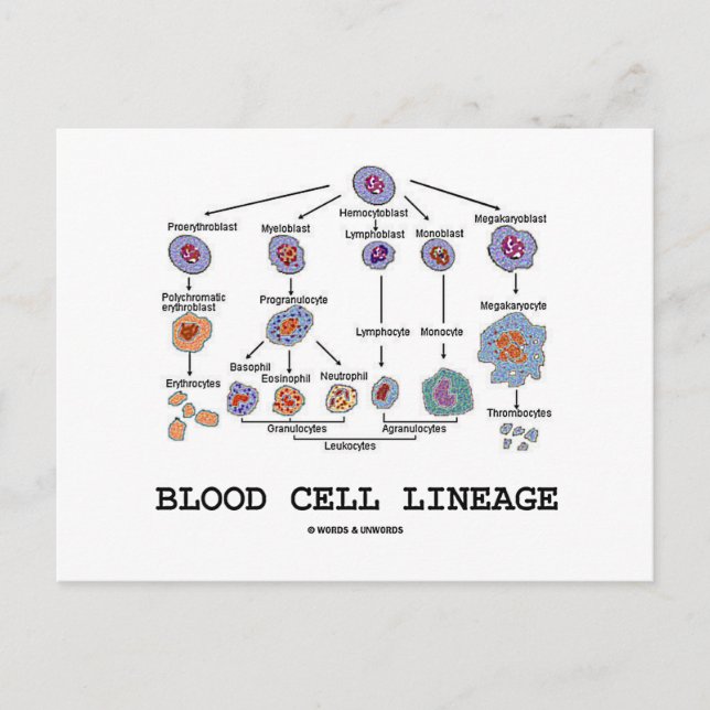 Blodet Cell Lineage (biologi Health Medicine) Vykort (Framsida)