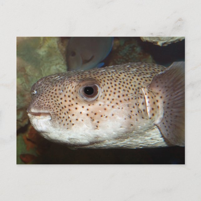 Blodfisk Vykort (Framsida)