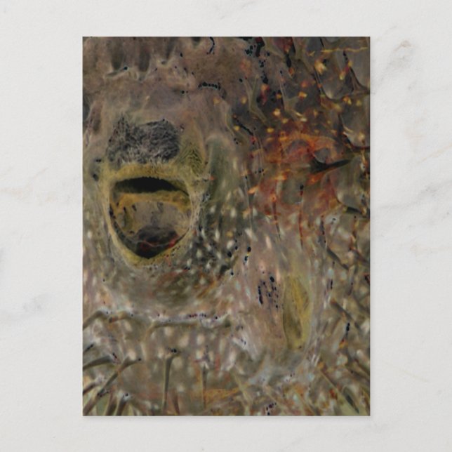 Blodfisksincident Vykort (Framsida)