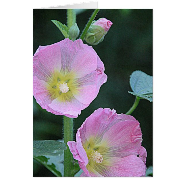 Blodgivning tillsammans med Rosa Hollyhock Flowers OBS Kort (Framsidan)