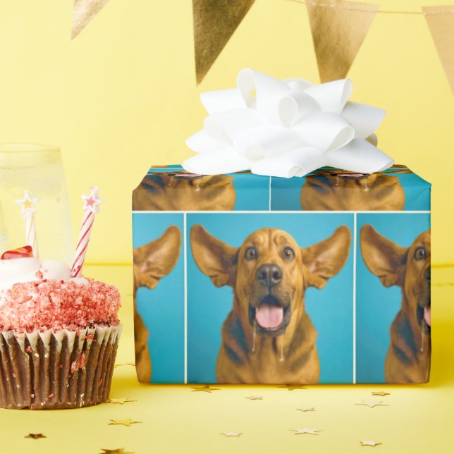 Blodhund med förvånad min sabbar presentpapper (Födelsedagsfest)