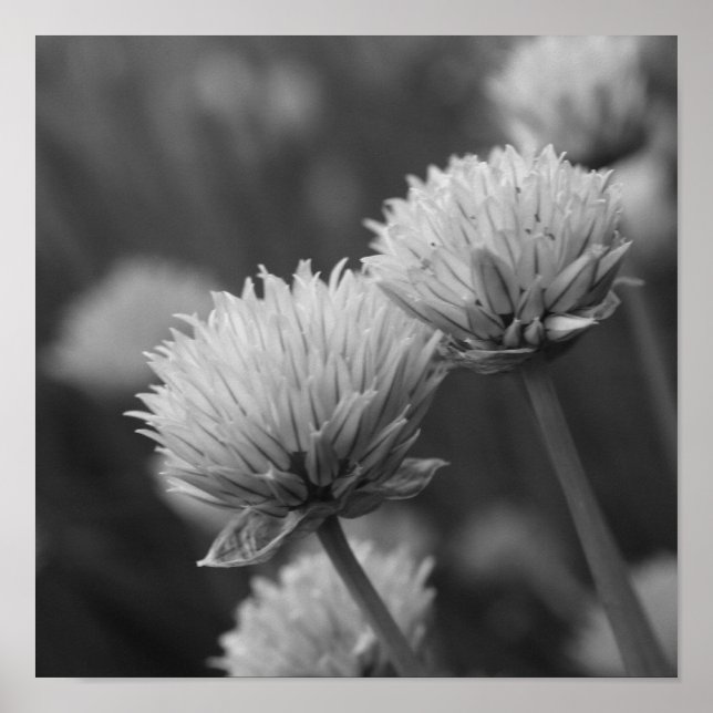 Blodkall Allium Flowers Black and White Poster (Framsidan)