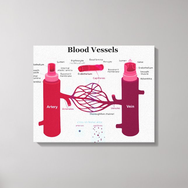 Blodkärl Arteries Capillaries Veins Diagram Canvastryck (Framsida)