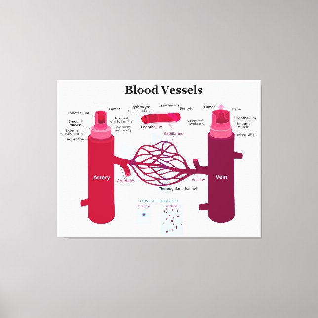 Blodkärl Arteries Capillaries Veins Diagram Canvastryck (Framsida)
