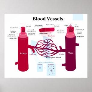 Blodkärl Arteries Capillaries Veins Diagram Poster