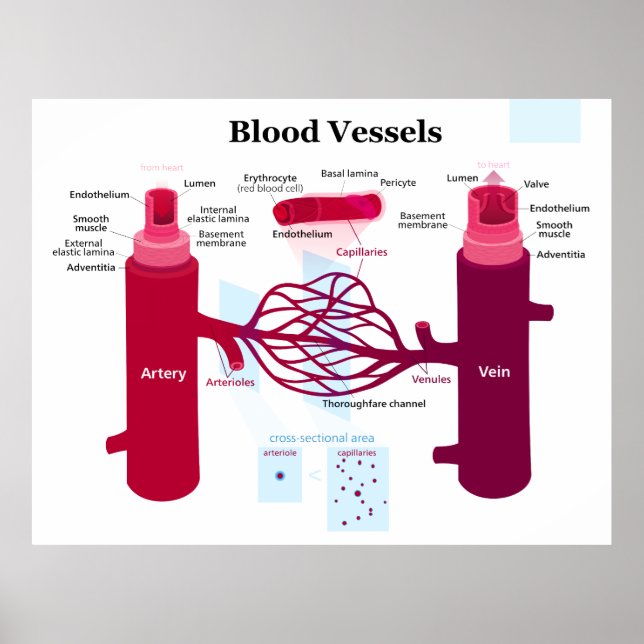 Blodkärl Arteries Capillaries Veins Diagram Poster (Framsidan)
