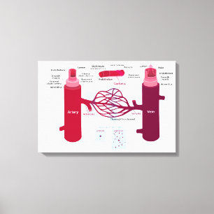 Blodkärl Diagram Artärer Vener Kapillärer Canvastryck