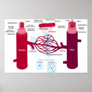 Blodkärl Diagram Artärer Vener Kapillärer  Poster