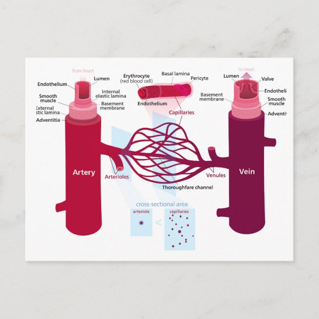 Blodkärl Diagram Artärer Vener Kapillärer  Vykort (Framsida)