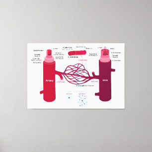 Blodkärl Diagram Arteries Veins Kapillärer Canvastryck