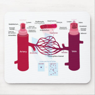 Blodkärl Diagram Arteries Veins Kapillärer Musmatta