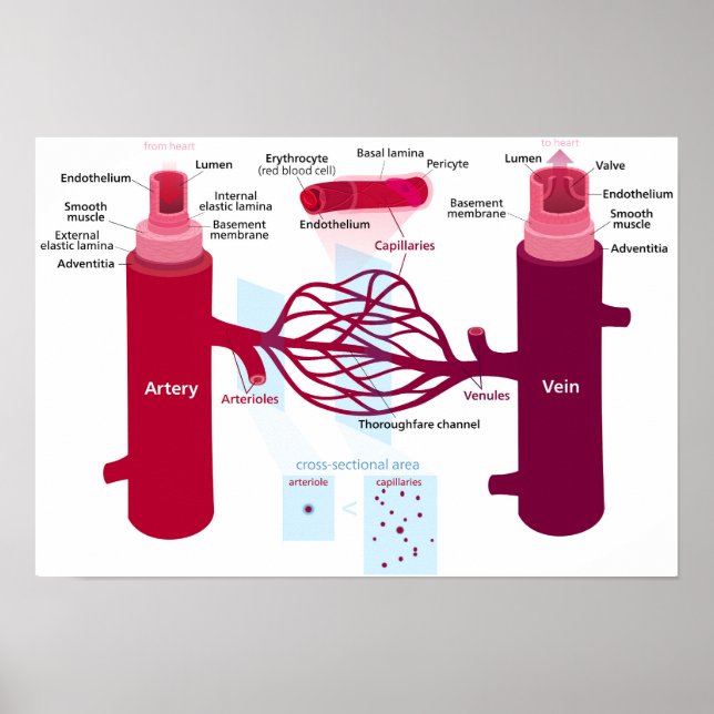 Blodkärl Diagram Arteries Veins Kapillärer Poster (Framsidan)