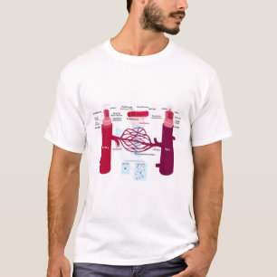 Blodkärl Diagram Arteries Veins Kapillärer T Shirt