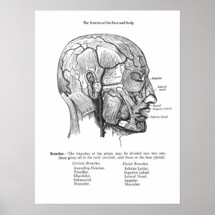 Blodkärl för mänsklig skalning Anatomi Poster