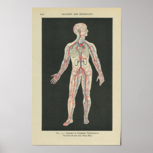 Blodkärl för vintageanatomitryck poster