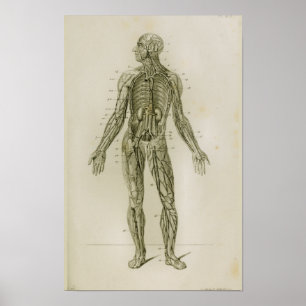 Blodkärl Veins Vintage Anatomy Print Poster