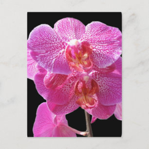 Blodkort för Rosa Orchids Vykort