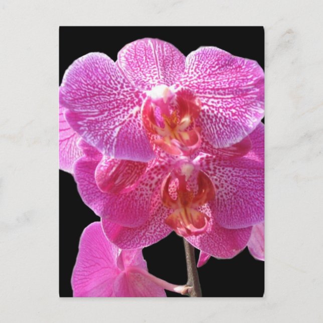 Blodkort för Rosa Orchids Vykort (Framsida)