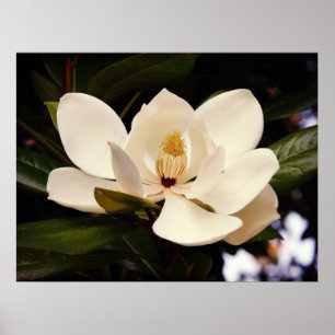 Blödning av vit Magnolia Poster