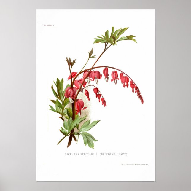 Blödning Heart (Dicentra spectablis) Poster (Framsidan)
