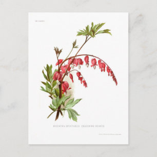 Blödning Heart (Dicentra spectablis) Vykort
