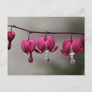 Blödning Heart Flowers Vykort