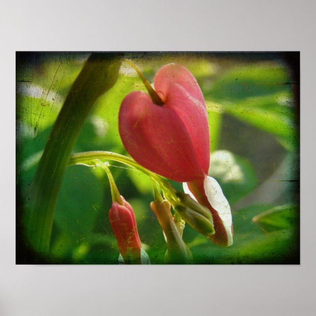 Blödning Heart Poster (Framsidan)