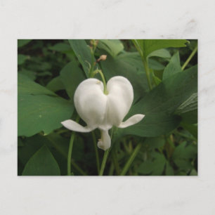 Blödning hjärtblomma vykort