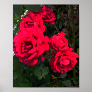 Blodning i röd ros poster