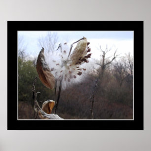 Blodning Milkweed Pod Poster