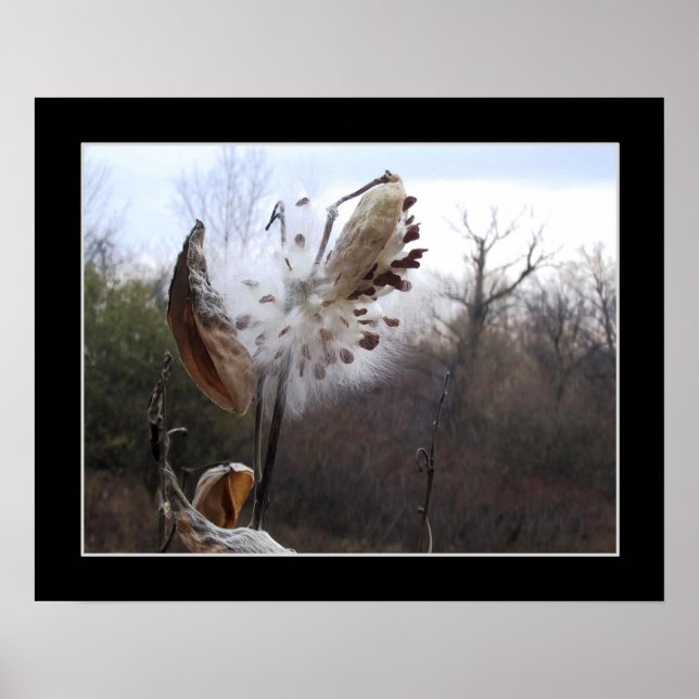 Blodning Milkweed Pod Poster (Framsidan)