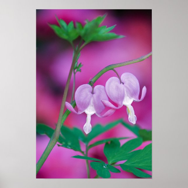 Blödningar hör ihop i Garden. Kredit Poster (Framsidan)