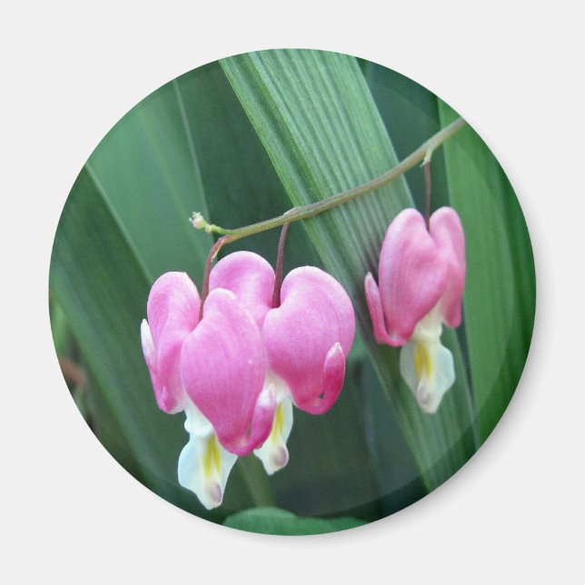 Blödningshjärtan Magnet (Framsidan)