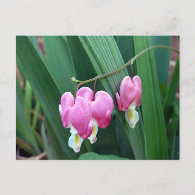 Blödningshjärtan Vykort (Framsida)