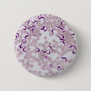 Blodparasit Trypanosoma Knapp
