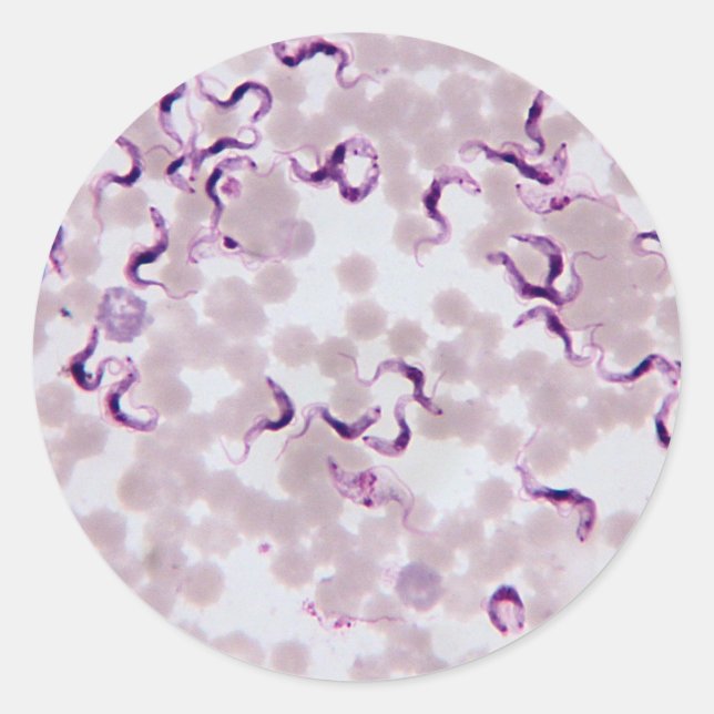 Blodparasit Trypanosoma Runt Klistermärke (Framsida)
