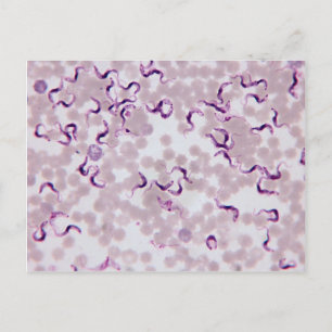 Blodparasit Trypanosoma Vykort