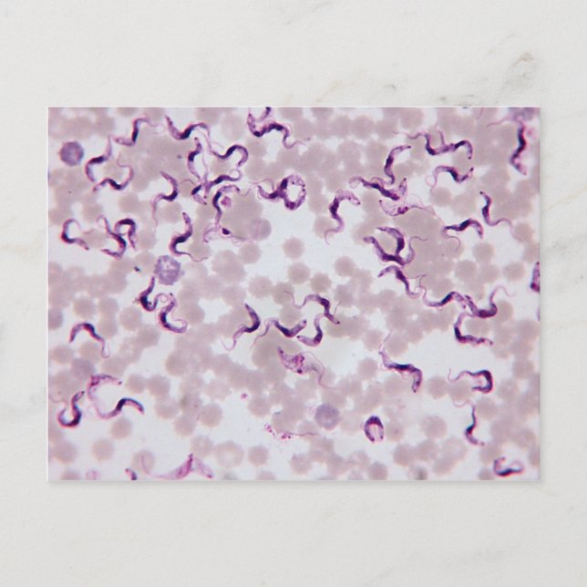 Blodparasit Trypanosoma Vykort (Framsida)