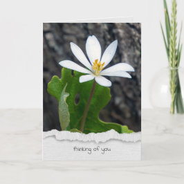 Blodrotsblomma tänker på dig kort