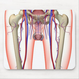 Blodtillförsel Musmatta