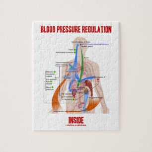 Blodtrycksreglering Inside Physiology Pussel