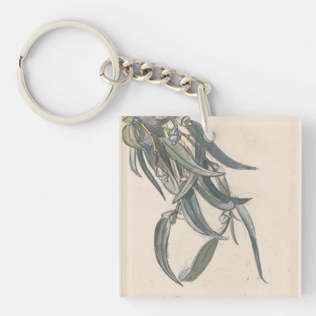 Bloeiende tak van een eucalyptus (Framsidan)