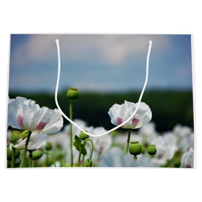 Bloemen veld, Papaver somneferum maanzaad bloem. (Framsidan)