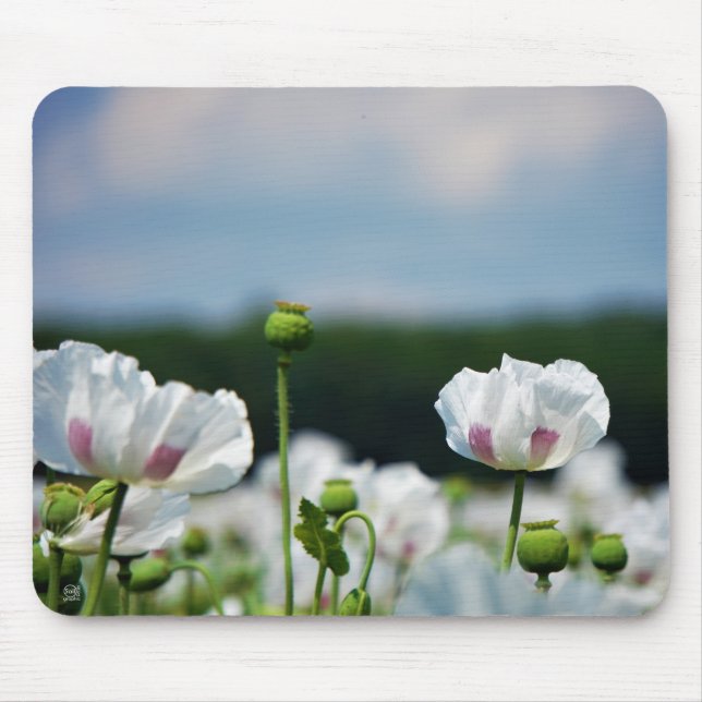 Bloemen veld, Papaver somneferum maanzaad bloem. Musmatta (Framsidan)