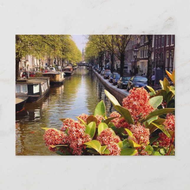 Bloemgracht Amsterdam, sommar Vykort (Framsida)